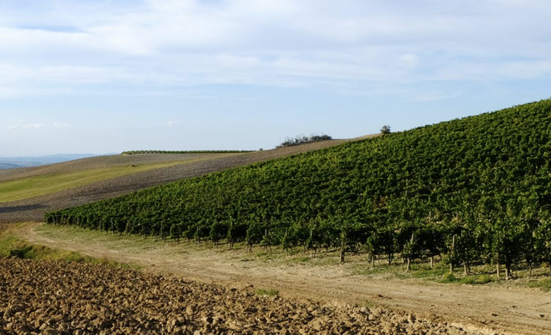 CELESTINO PECCI, Toscana