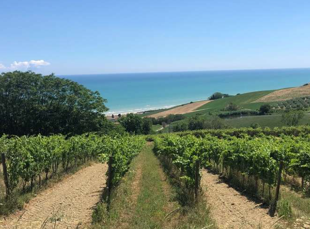 I vini della regione Abruzzo
