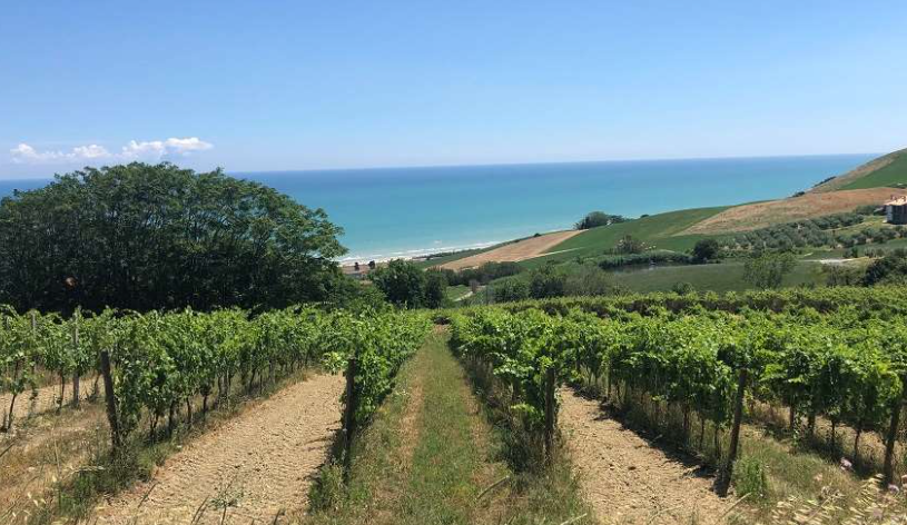 I vini della regione Abruzzo