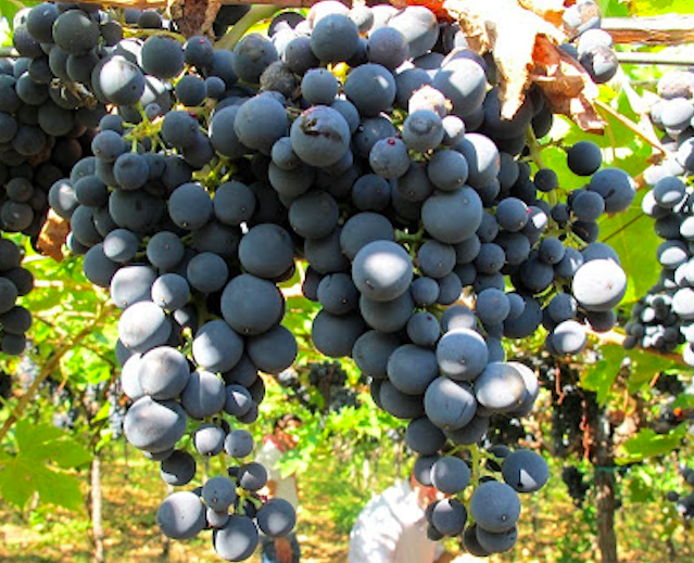 Vitigno Montepulciano