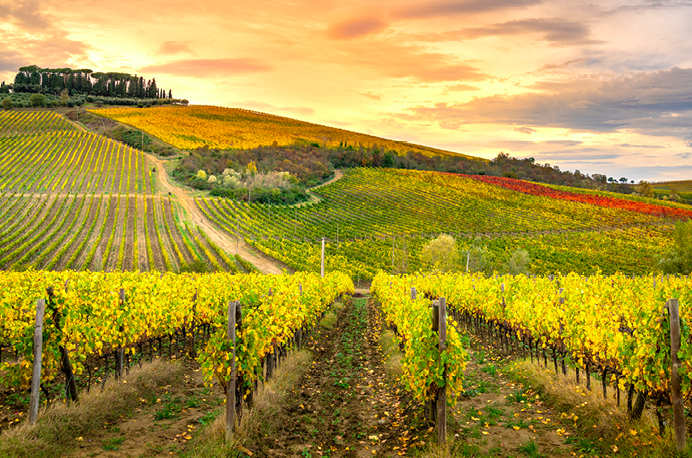 Toscana, patria dei grandi sangiovesi, ma non solo ….