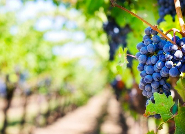 Le denominazioni più importanti della Toscana