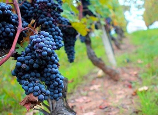 Il Nebbiolo