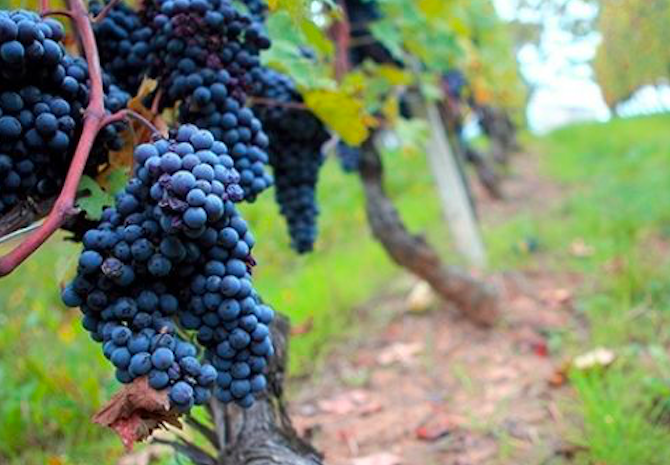 Il Nebbiolo