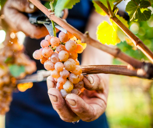 Lo sai che … non tutte le malvasia sono aromatiche!
