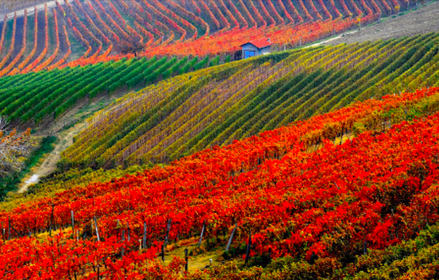 Barbera d’Asti Superiore Nizza Docg
