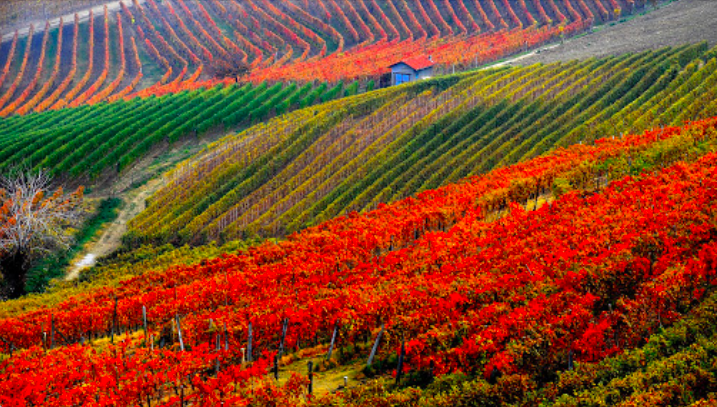 Barbera d’Asti Superiore Nizza Docg