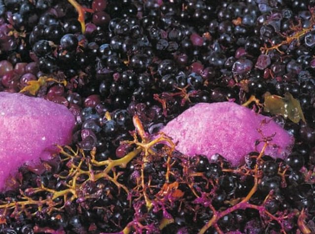 Lo sapevi cos’è ….. la macerazione carbonica???