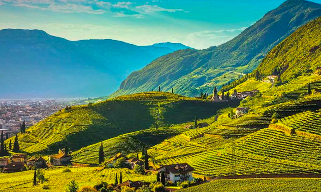 Il vino nel Trentino Alto Adige
