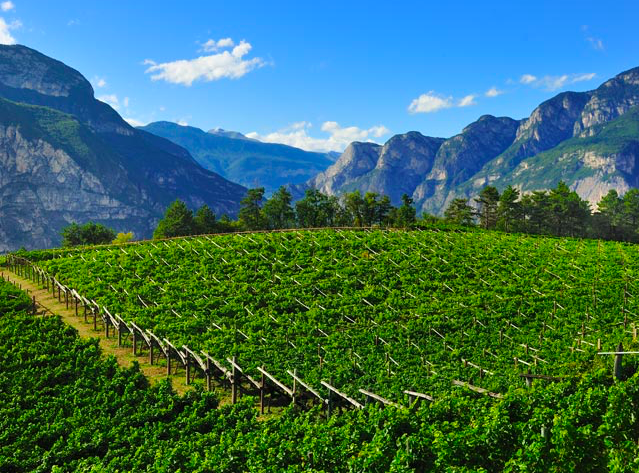 I vini del Trentino Alto Adige e le specialità enogastronomiche