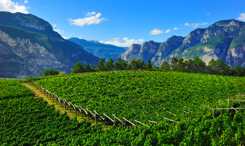 I vini del Trentino Alto Adige e le specialità enogastronomiche