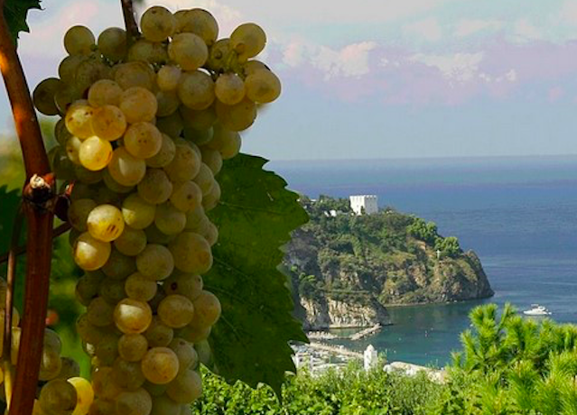 La DOC Ischia