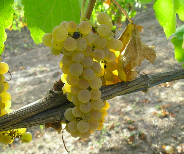 Il greco di tufo