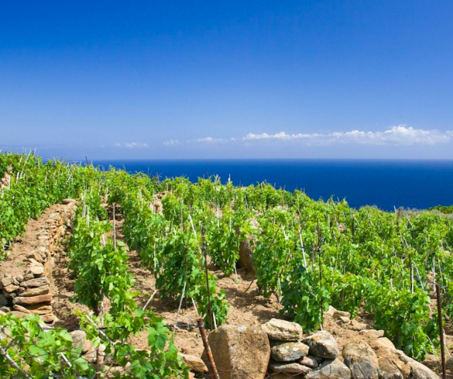 La viticoltura in Sicilia … tra greci, romani e bizzantini !!!