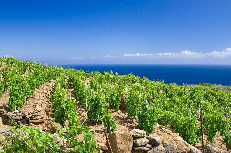La viticoltura in Sicilia … tra greci, romani e bizzantini !!!