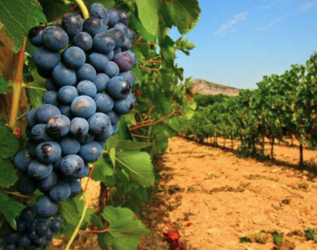 Le tante varietà autoctone e le denominazioni della Sicilia