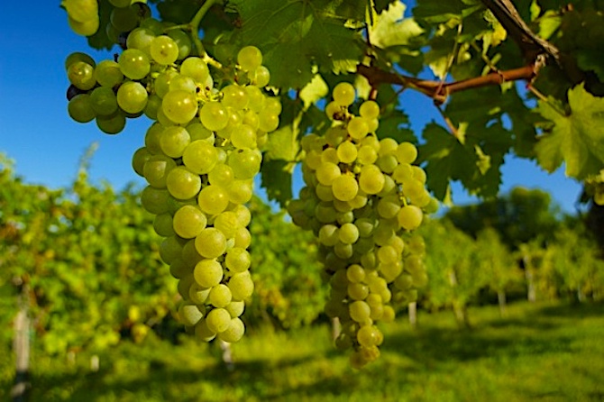 Il vitigno principe del Friuli-Venezia Giulia