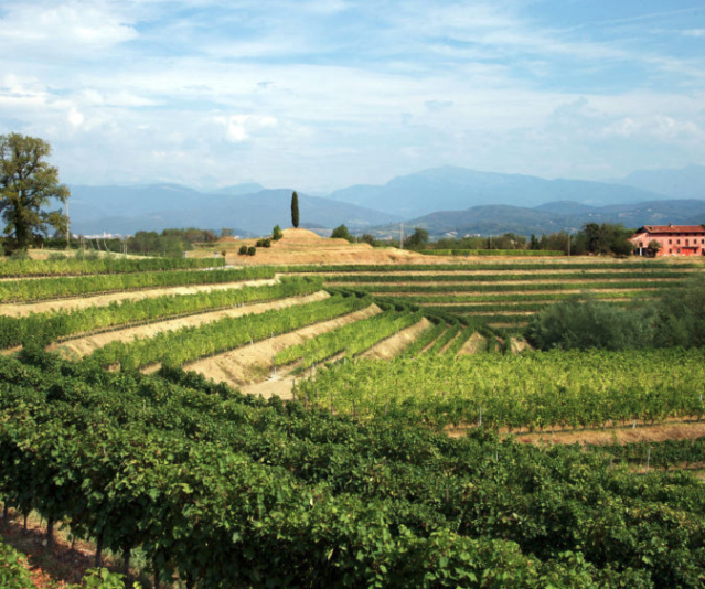 I vitigni del Friuli-Venezia Giulia