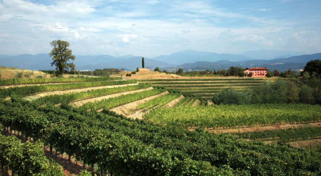 I vitigni del Friuli-Venezia Giulia