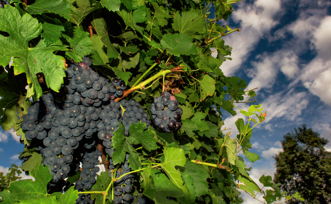 Il Refosco dal peduncolo rosso