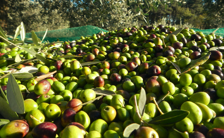 L’oro della Puglia …