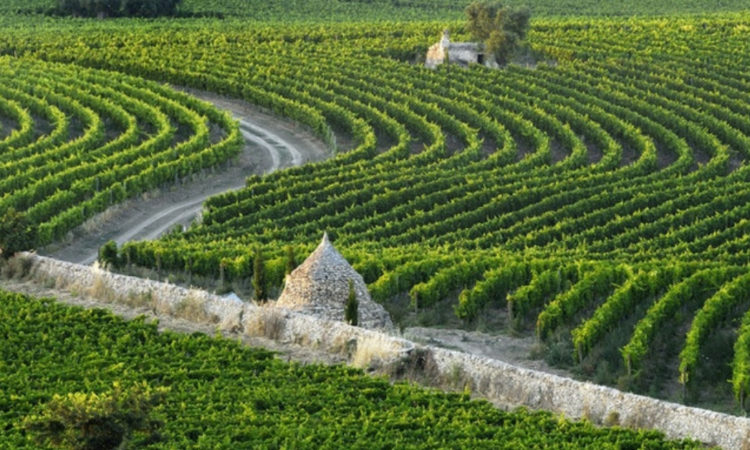 I vitigni autoctoni della Puglia …