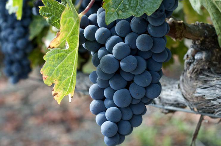 Il Primitivo, vitigno principe della Puglia …